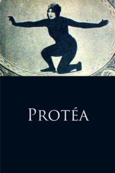 Protéa poster Protéa