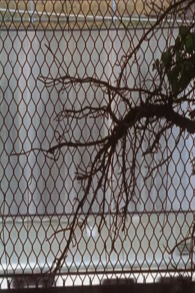 Poster do Filme Bridges/Blocks