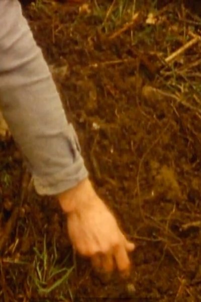 Poster do Filme Arbre de vie