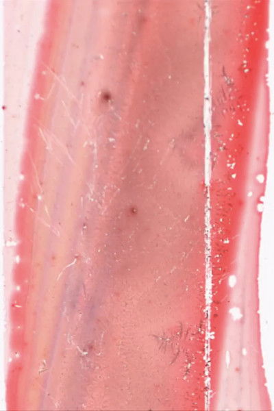 Poster do Filme having-seen-snake