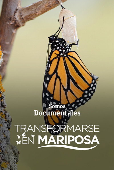 Transformarse en mariposa