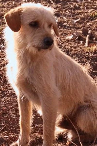 Poster do Filme Febre da Madeira