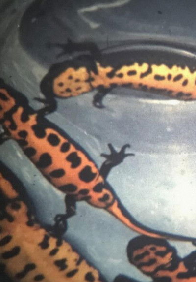 Poster do Filme Newt Leaders