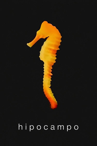 Hippocampus