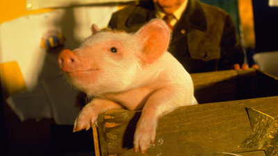 Görsel #339390