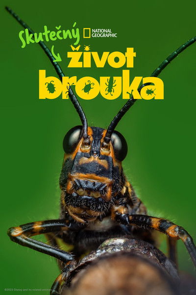 Skutečný život brouka