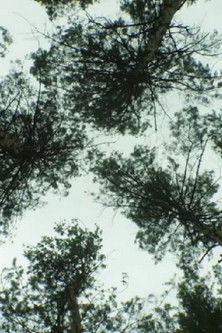 Poster do Filme Narava_narava