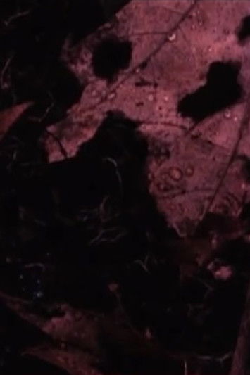 Poster do Filme Ward’s Pond