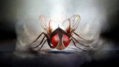 Eega (2012) Watch Online Free | ඔන්ලයින් බලන්න