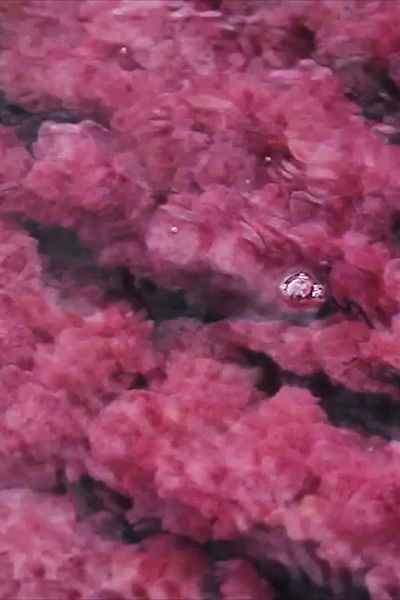 Poster do Filme O rio escapa