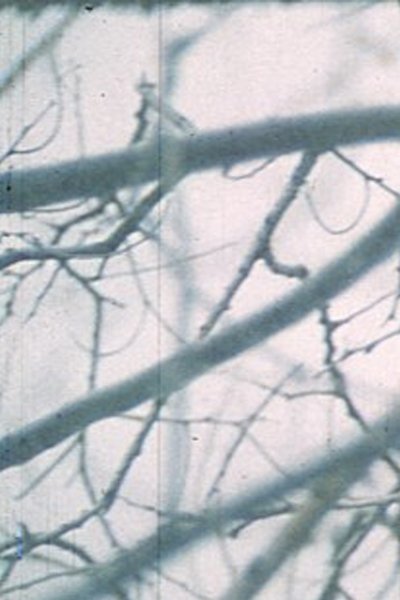 Poster do Filme Wintergarden. Hudson River Diary Book: III