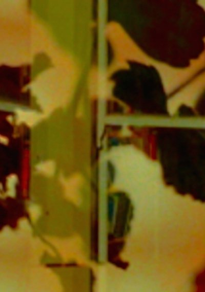 movie poster for David