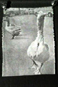 Poster do Filme The Meaning of Various News Photos to Ed Henderson