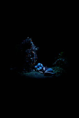 Poster do Filme Blue Flowers