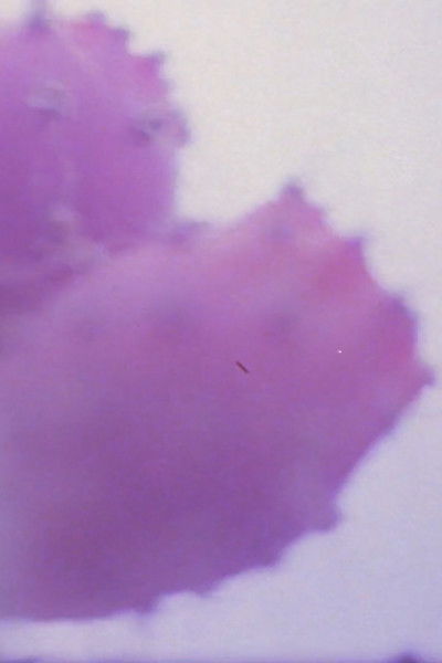 Poster do Filme Coyolxauhqui