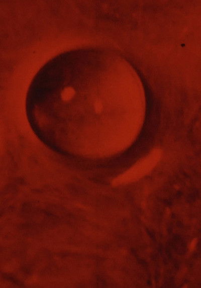 Poster do Filme ASCENSION