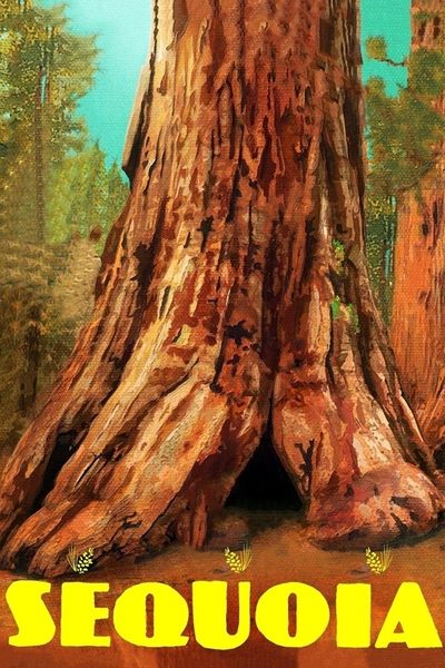 Sequoia poster Sequoia