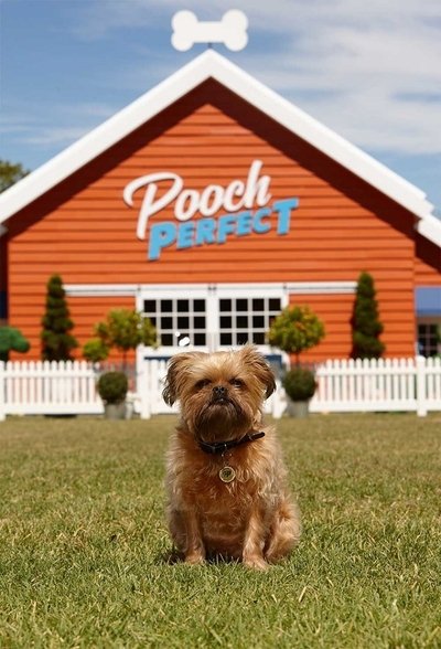 poster Rebel Wilson's Pooch Perfect