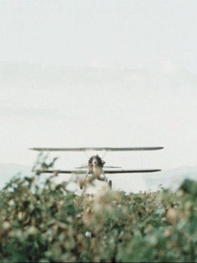 movie poster for Cotton