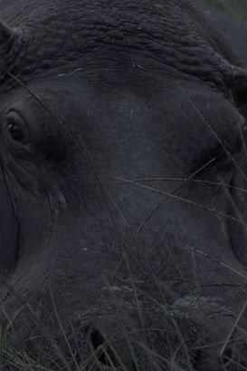 Poster do Filme Hippos in Gravitas