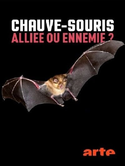 Poster do Filme Chauve-souris: alliée ou ennemie?