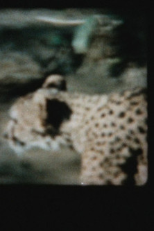 Poster do Filme 猫の檻