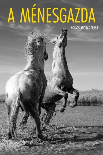 The Stud Farm