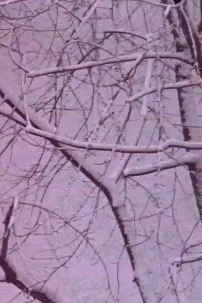 Poster do Filme City