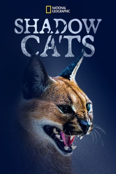 Poster do Filme Shadow Cats