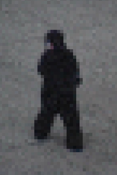 Gorilla Gorilla