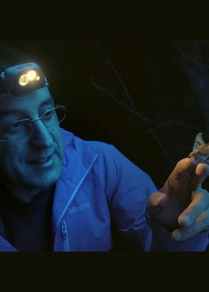 Poster do Filme Darwin na Floresta Urbana