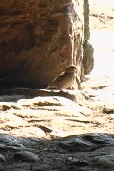 Poster do Filme Greenwell Barn