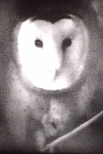 movie poster for Owl