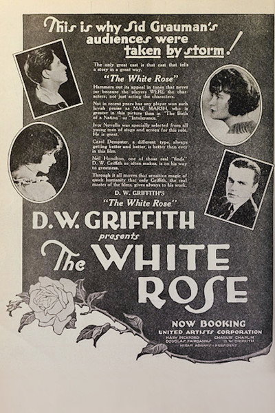 The White Rose
