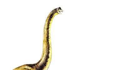 Görsel #423536