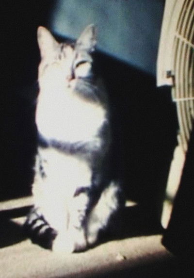 movie poster for sin título (Snoopy)