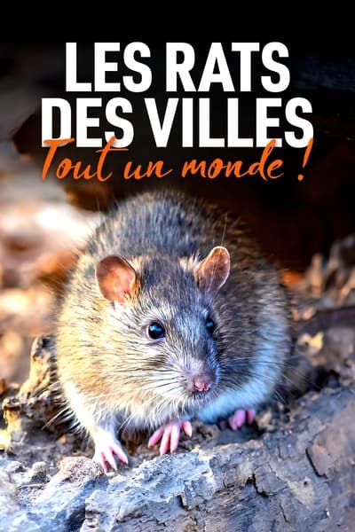 poster Les rats des villes