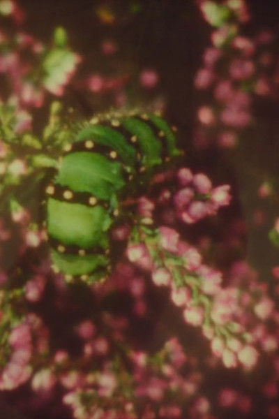 Poster do Filme Antler