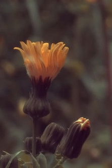 Poster do Filme 31/3/20 8.00