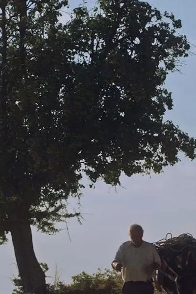 Poster do Filme L'ultimo asino