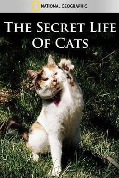 La vida secreta de los gatos