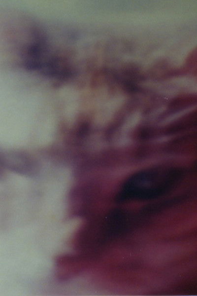 Poster do Filme Two Cats