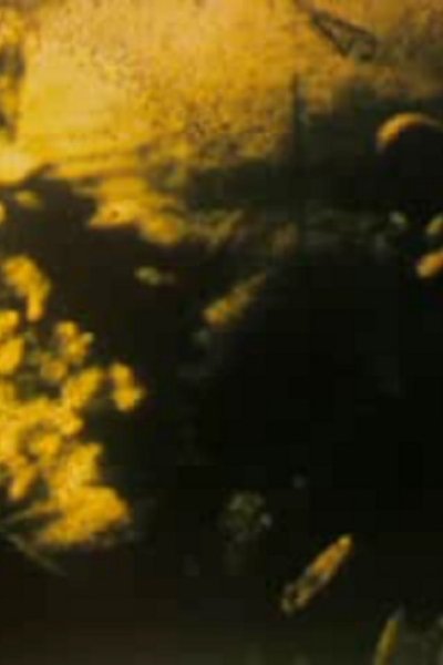 Watch - (1988) Krepl Movie Online Putlocker
