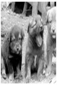 Poster do Filme Свадба на Шарпланинецот