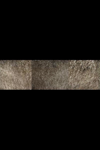 Poster do Filme Nebraska Grasses Veils