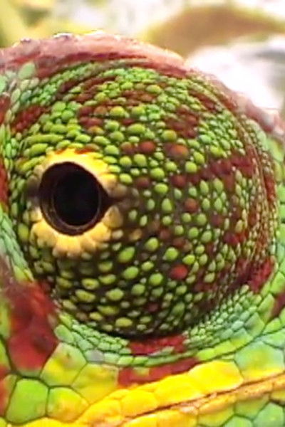 Poster do Filme Safari