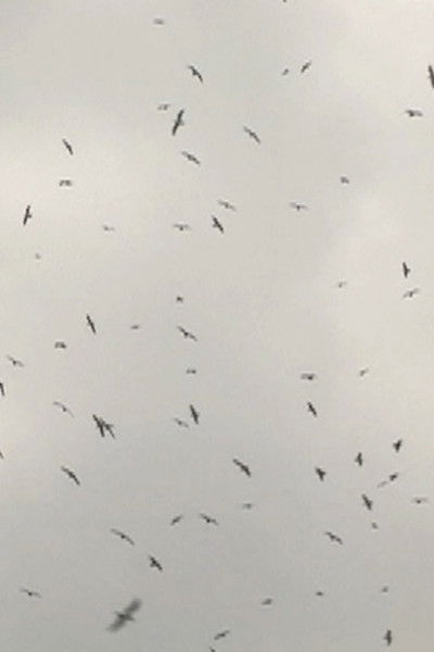 Poster do Filme Mumurations