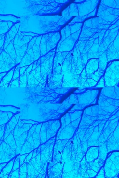 Poster do Filme Crows and Branches