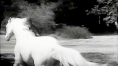 The Wild Stallion