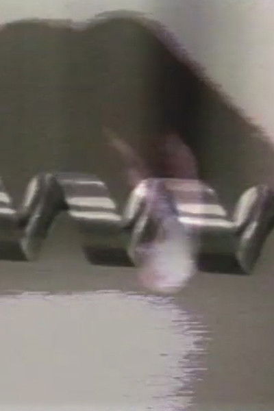 Poster do Filme My TV Dictionary: The Drill